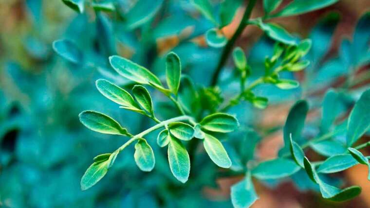 Limpeza de Ambiente com Folhas